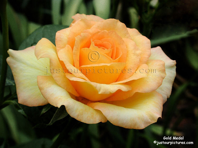 ادخل ومش هتندم Big-yellow-rose