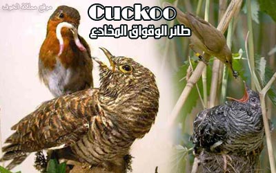 عجائب طائر الوقواق Cuckoobg1