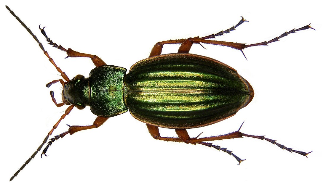 Carabus  Auratus  Carabus_auratus_1a