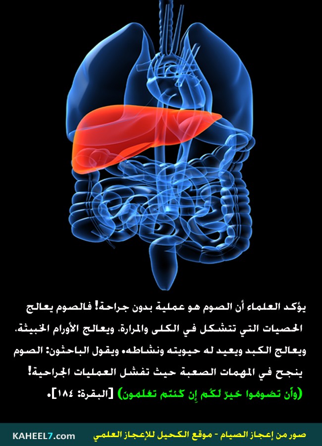 صور من إعجاز الصيام 11(13)