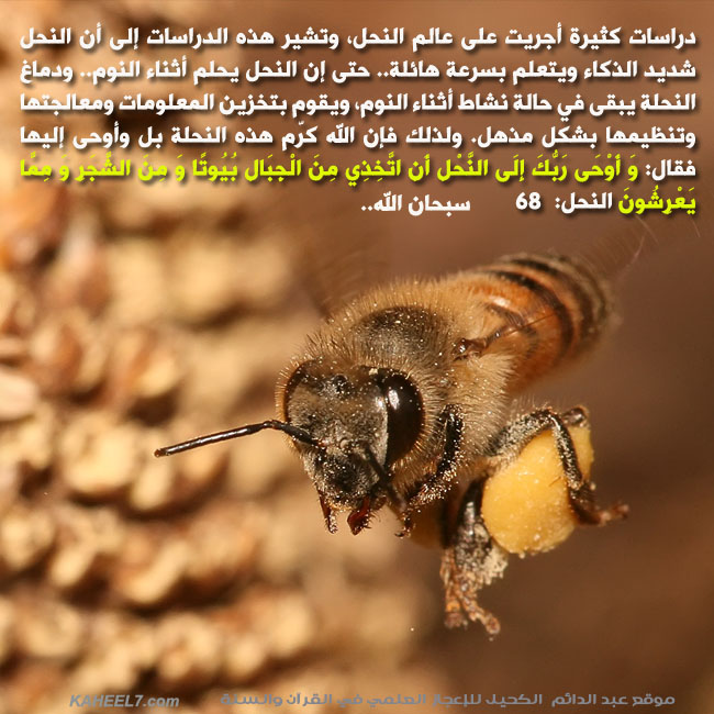  النحل يحلم  123421