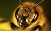  النحل يحلم  2323(1)