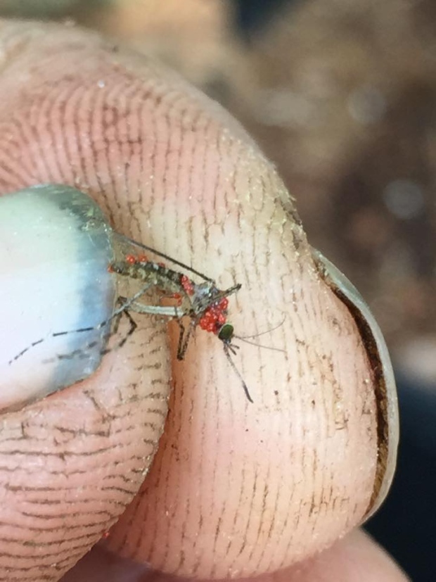  مصاصات دماء على بعوضة  A-mosquito-covered-in-aquatic-mites