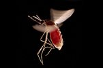 (( العلماء يستخدمون اسلحة ليزر لمواجهة بعوضة)) Anopheles-mosquito-1073551-sw