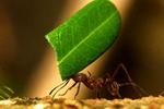 Power of the ant Ants-18