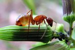 كيف يرزق الله النملة؟ ..منقول Ants