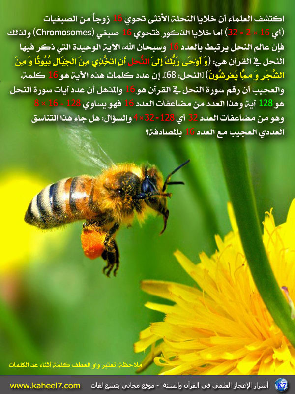 صبغيات النحل وسورة النحل والإعجاز العددي  Bee-16