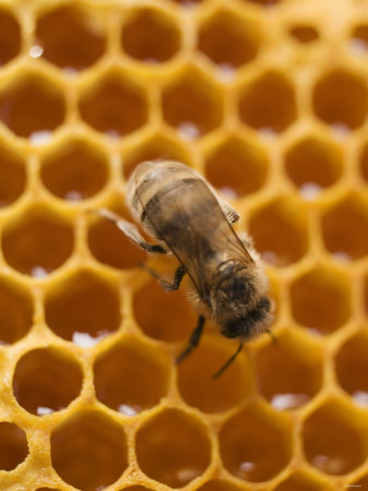  أسرار الشفاء بالعسل: ملف شامل  Honeycomb-with-bee