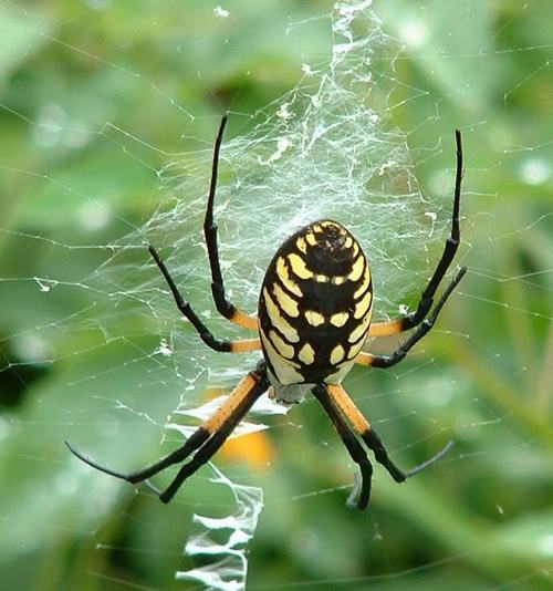 الاعجاز العلمى فى القران الكريم والسنة Spider-web04