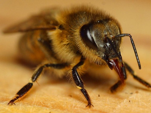 One of ALLAH’s Miracles in Bees: The penalty of the drunk bee 800px-Bee1web11