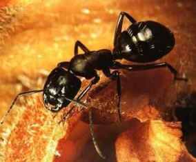 عالم النمل اسرار وخبايا  Ant_1