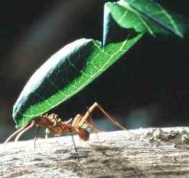 عالم النمل اسرار وخبايا  Ant_3