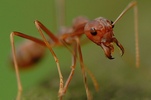 حرب النمل Ants_army_00