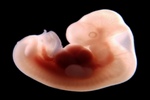 Sorrow negatively affects the fetus: Had the Quran pointed this out? Baby_215