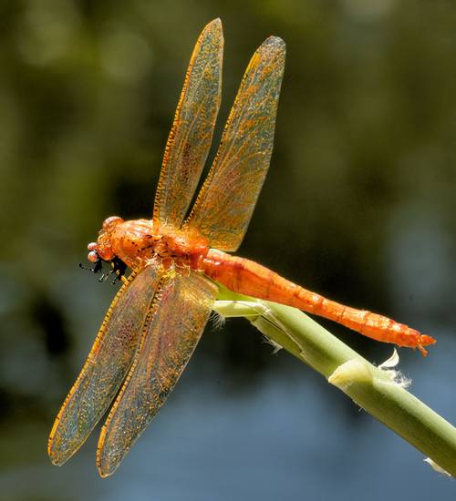فنّ التمويه الذكي عند اليعسوب  Dragonfly-1