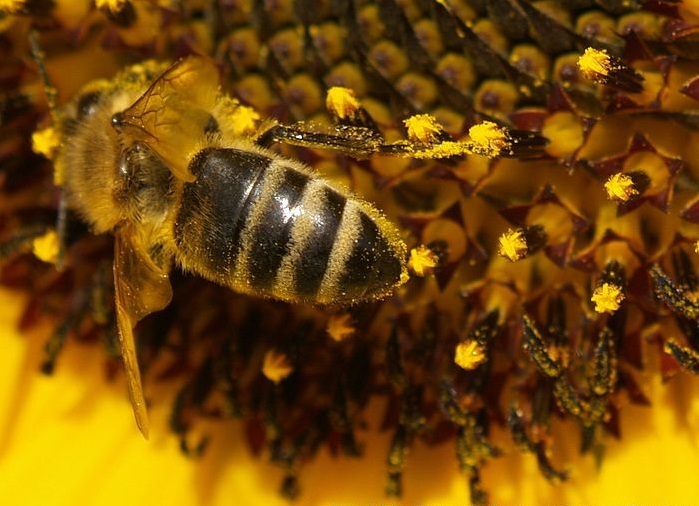 الحشرات وتلقيح النبات Honey_bee_dust