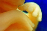 معجزة خلق الأنسان بالصور Picture_embryo_0