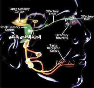 ((الدماغ))وذاكرة الروائح  Sense2