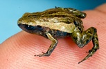 A new hope for diabetes: the Frog skin Smallest-frog-picturbig