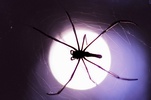 اكبر عنكبوت بالعالم Spider_large