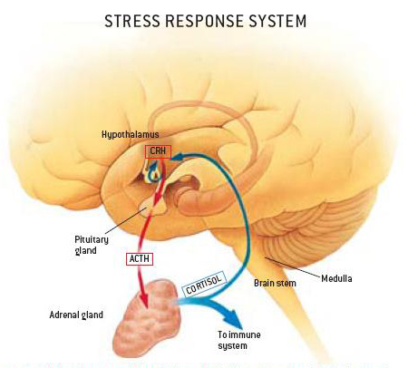 الضغوط النفسيه وأثرها على القلب والجسد Stressresponse