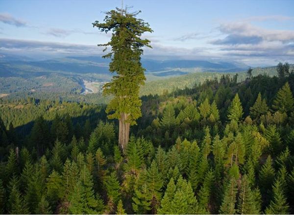 أطول شجرة في العالم صور ومعلومات Tallest-tree1