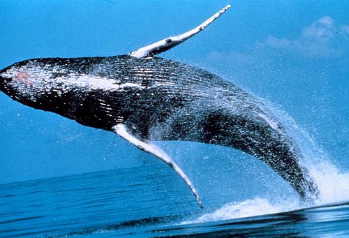  دراسة علمية: من فوائد أكل السمك Whales-1