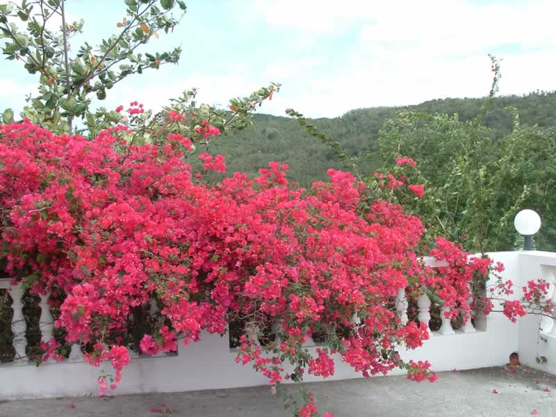 زيني حديقة بيتك Bougainvillea%20in%20Carpark%20of%20Foxgrove