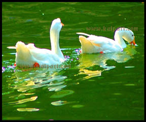     DSC_0220-pair-of-ducks2