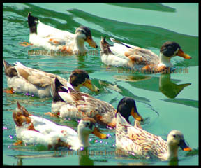     DSC_0222-duck-family