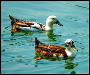     DSC_0225-pair-of-ducks