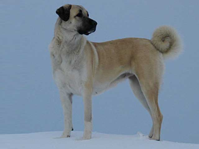 ~Mossberg~ Stray dog~ Kangal_dog_ceylan