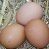 Les autorités fixent les prix des œufs pour juguler la spéculation Lesoeufs