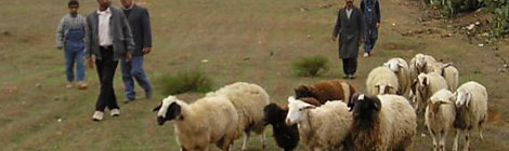 L’économie tunisienne va très mal, doit-on sacrifier le mouton? Mouton-b