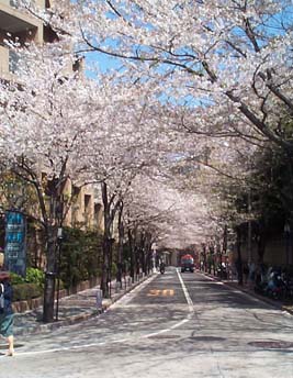 صور للساكورا في اليابان Sakura11