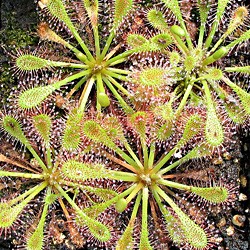 Le Drosera ou Rossolis du Cap. Famille des Droséracées. Img_0-389_159_8_fr_drosera_watari