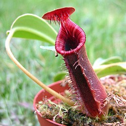 mes plantes carnivores nepenthes highland - Page 2 Img_0-55_8_fr_nepenthes_lowii