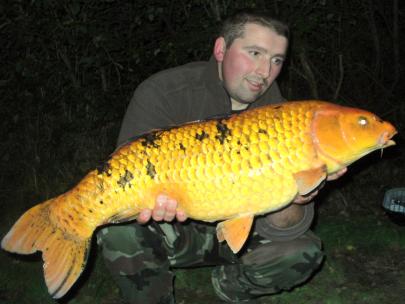 J'ai un poisson 34.-koi-de-9kg400