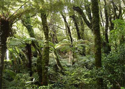 வளிமண்டலத்தை தூய்மைப்படுத்தும் மழைக்காடுகள் Rain_forest_400