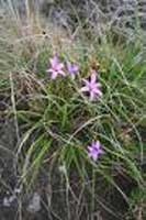 உயிர்த்தெழும் செடி.. Xerophyta_viscosa