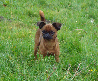 Rocky 50 (6) years, 21st August 2004. Tokfias-Bandit1911200901