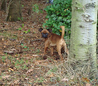 Rocky 50 (6) years, 21st August 2004. Tokfias-Bandit1911200902