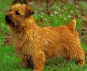 Terrier de Norfolk Terr.NorfolkTerrier