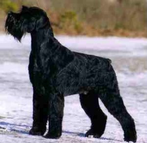 Ariel's Bio (City Dog) W.GiantSchnauzer