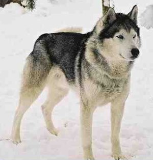         W.SiberianHusky