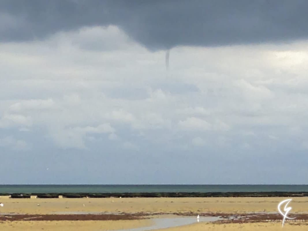 Une dizaine de tubas observés dans le Calvados Tuba-courseulles-sur-mer-5-septembre-2015-calvados-photo-8