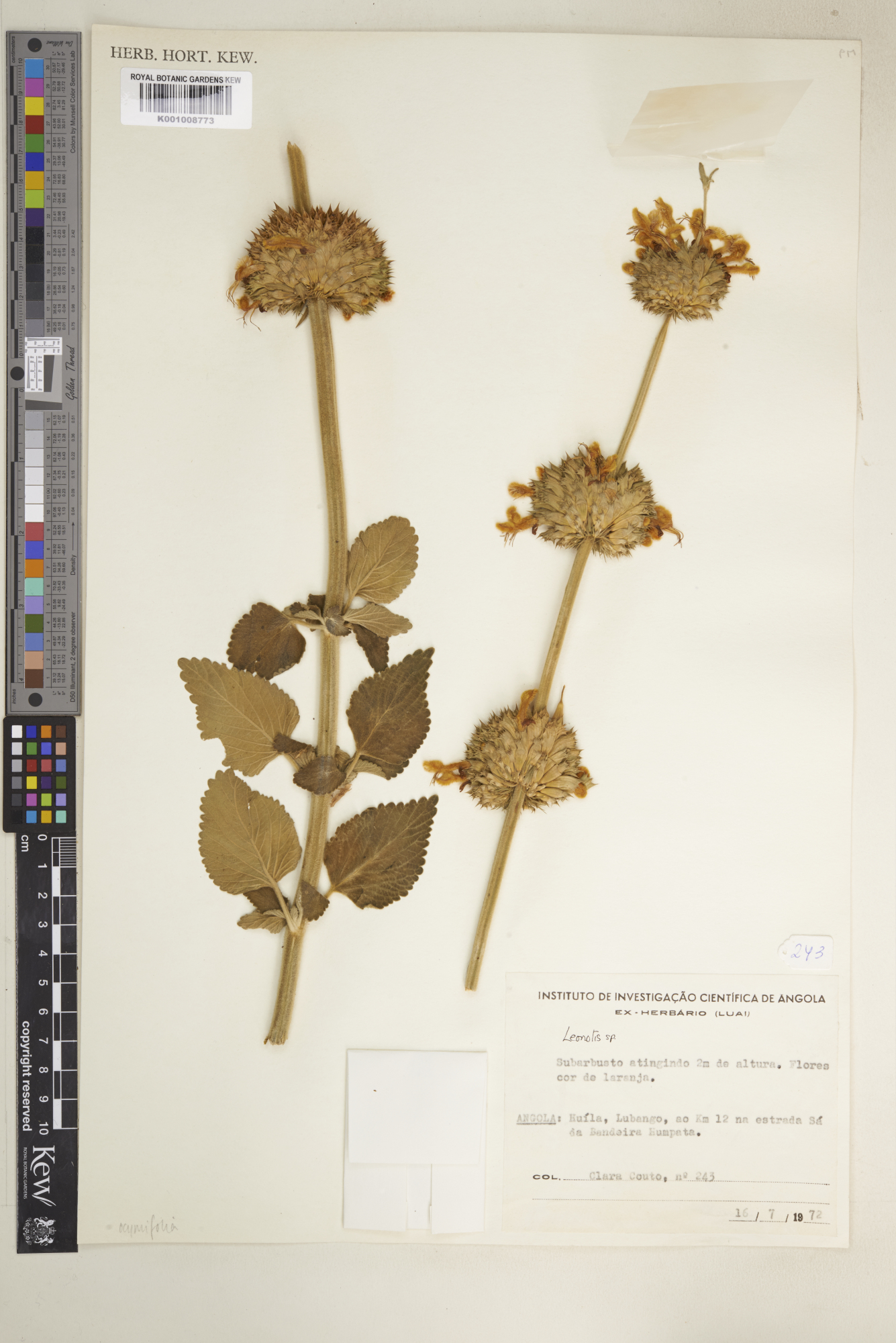 Leonotis ocymifolia 577995