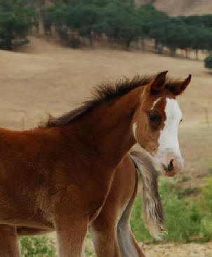 more horses................ 2007_f10