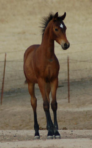 more horses................ 2007_f15