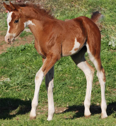 more horses................ 2008filly3